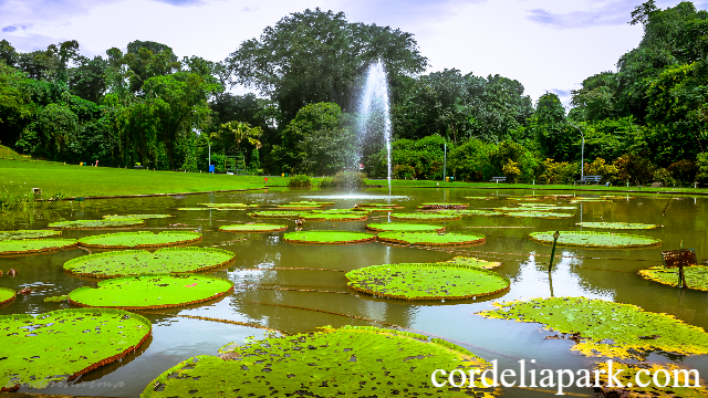 Wisata Alam Bogor: Pilihan Seru untuk Melepas Penat